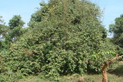 Elaeagnus latifolia
